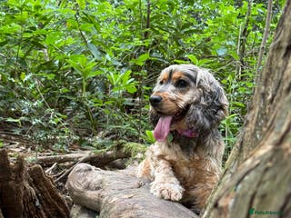 Cocker Spaniel dogs 3 year old cocker (Fern) - Advert 17