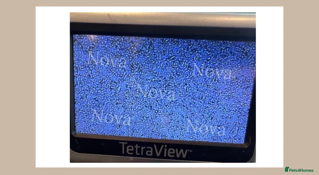 Chihuahua dogs for stud: Unique Chihuahua for Stud 🐾 in Southampton - Advert 15