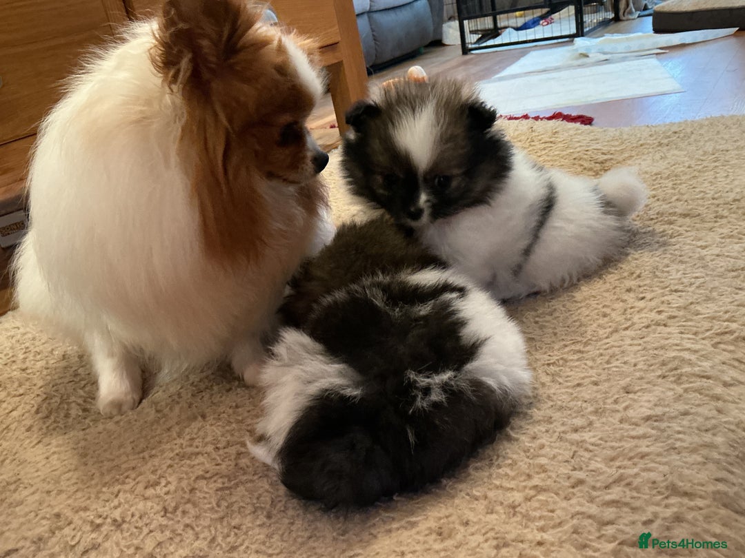 Pomeranian dogs for sale: Tiny toy size parti-Pomeranian 8 weeks ready now - Advert 10