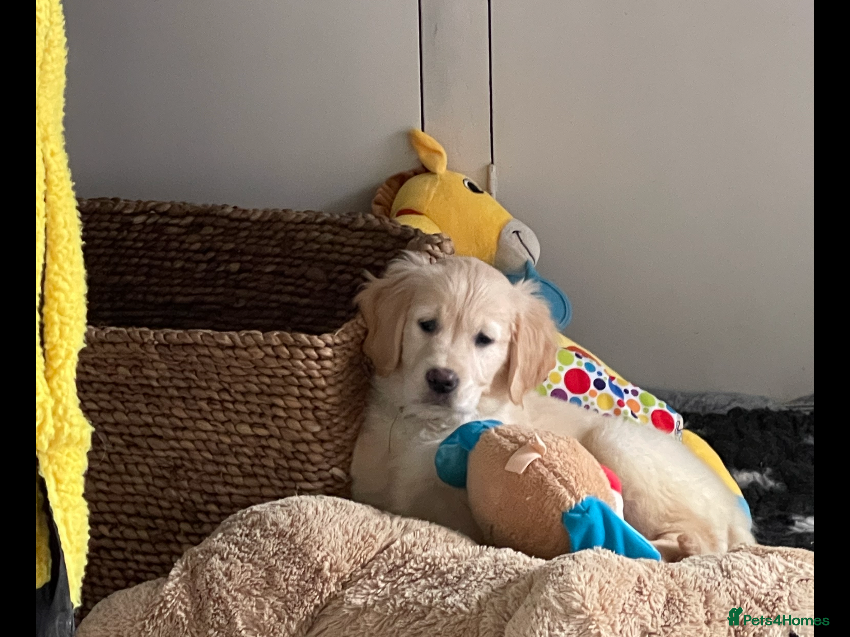 Golden Retriever dogs Last girl available kc reg ready 30/12 - Advert 15