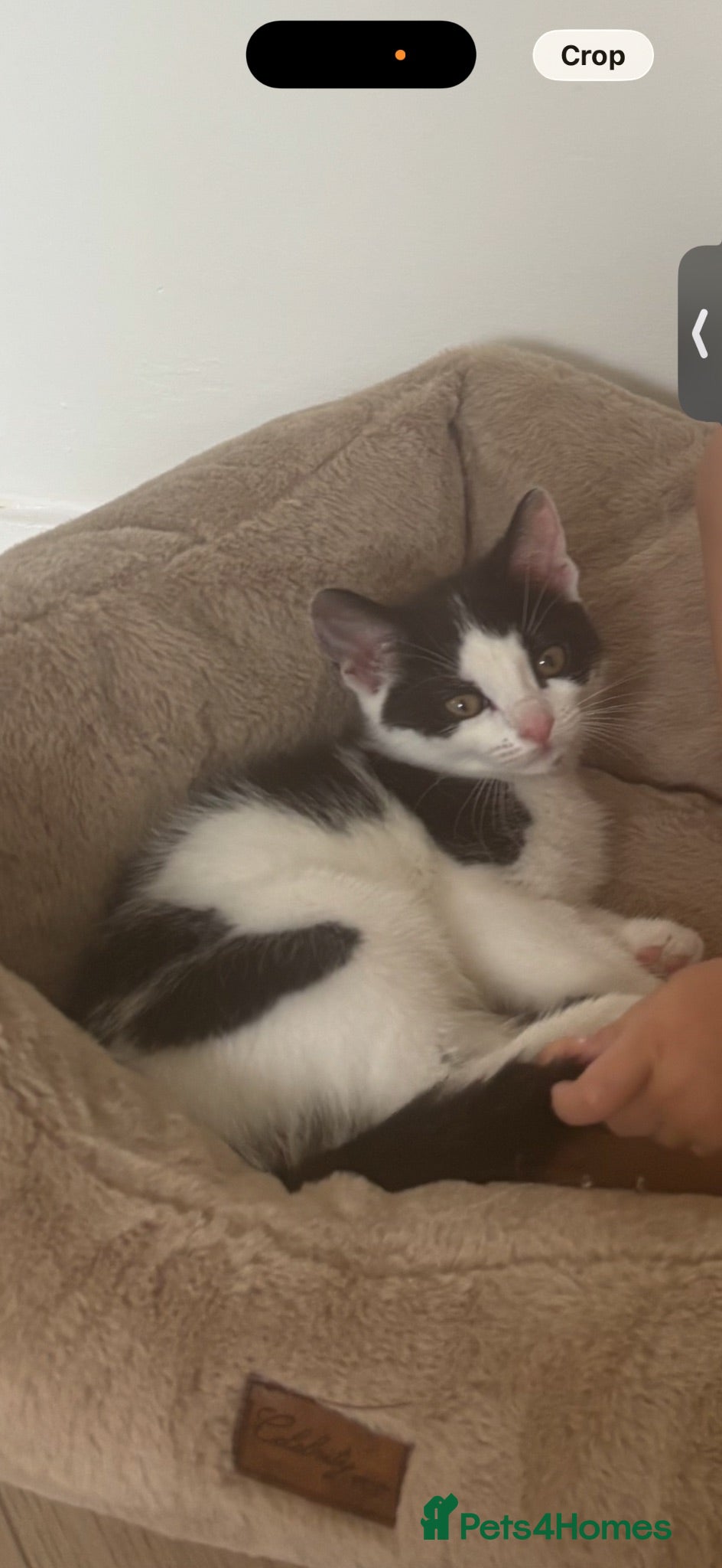 Mixed Breed cats 3 month old female kitten - Advert 12