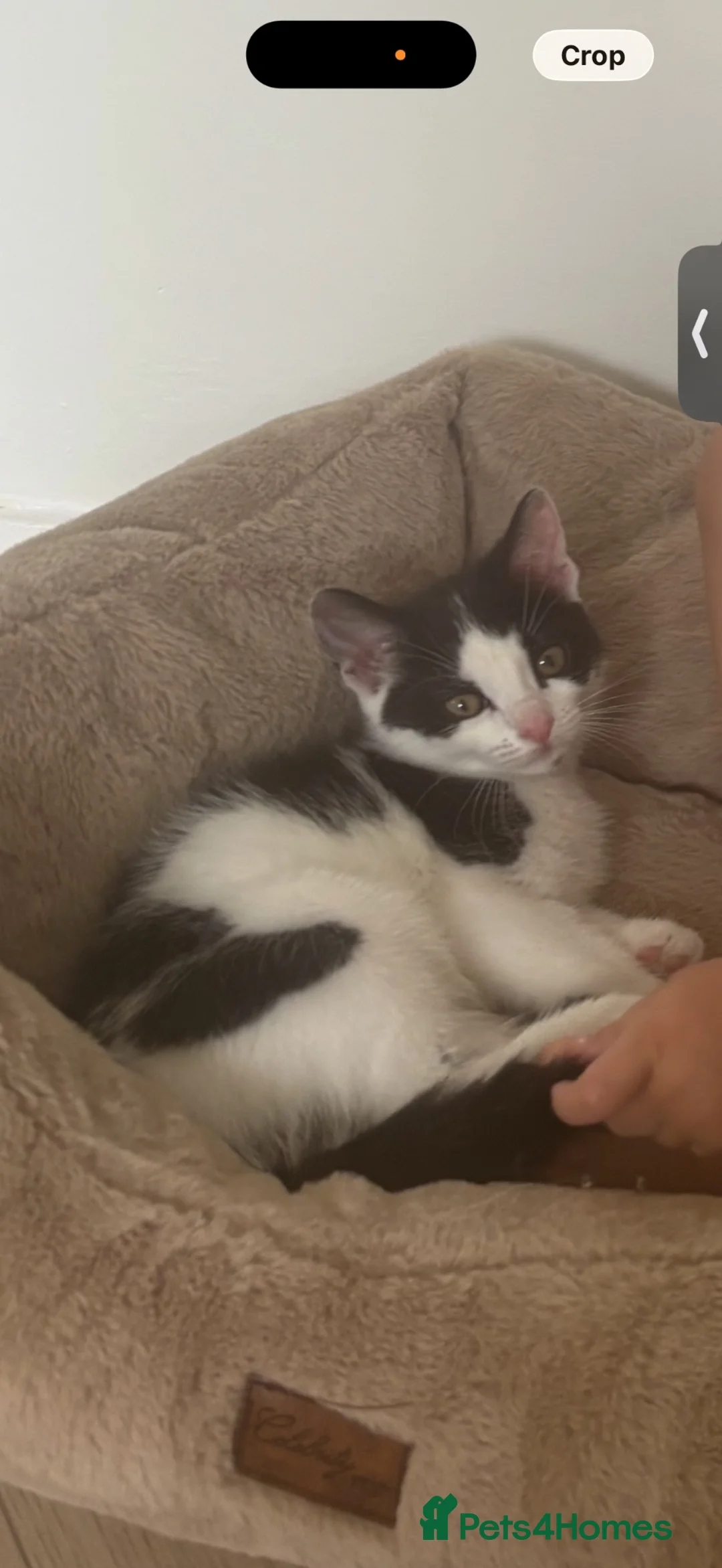 Mixed Breed cats for sale: 3 month old female kitten in Liverpool - Advert 1