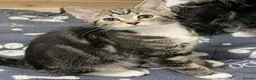 Mixed Breed cats for sale: four gorgeous kittens available to go now  - Advert 6