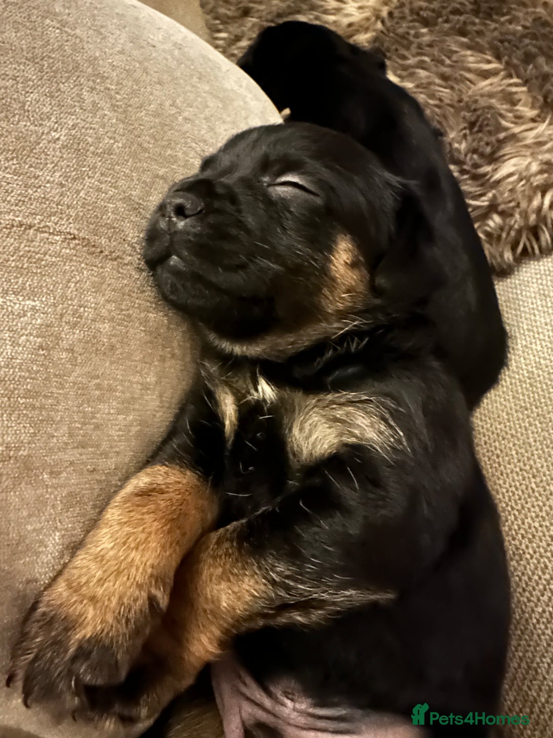 Border Terrier dogs for sale: Beautiful Border Terrier Pups - Image 11