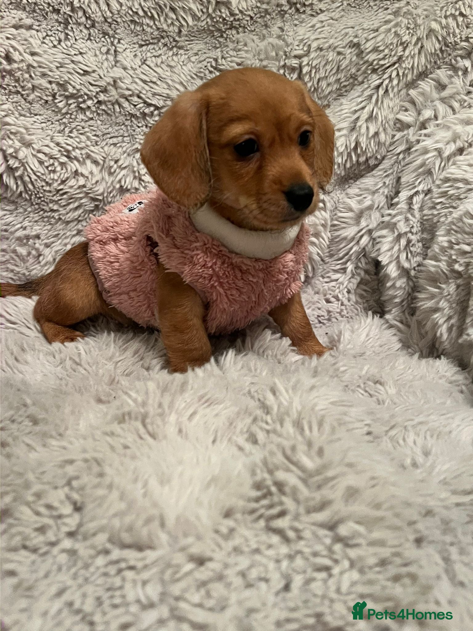 Mixed Breed dogs Dachsund cross puppies - Advert 5