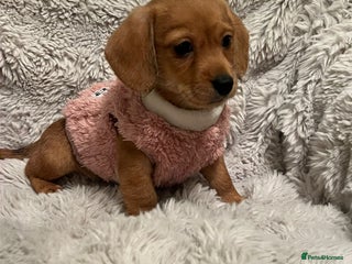 Mixed Breed dogs Dachsund cross puppies - Advert 2