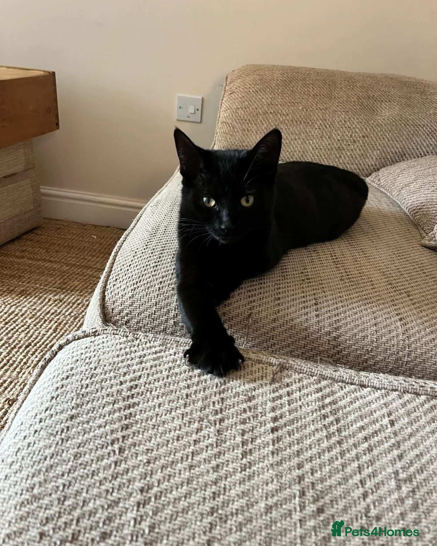 Domestic Shorthair cats Holly & Ivy, 1 year old girls  - Advert 5