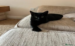 Domestic Shorthair cats for adoption: Holly & Ivy, can be homed together or separately - Image 1