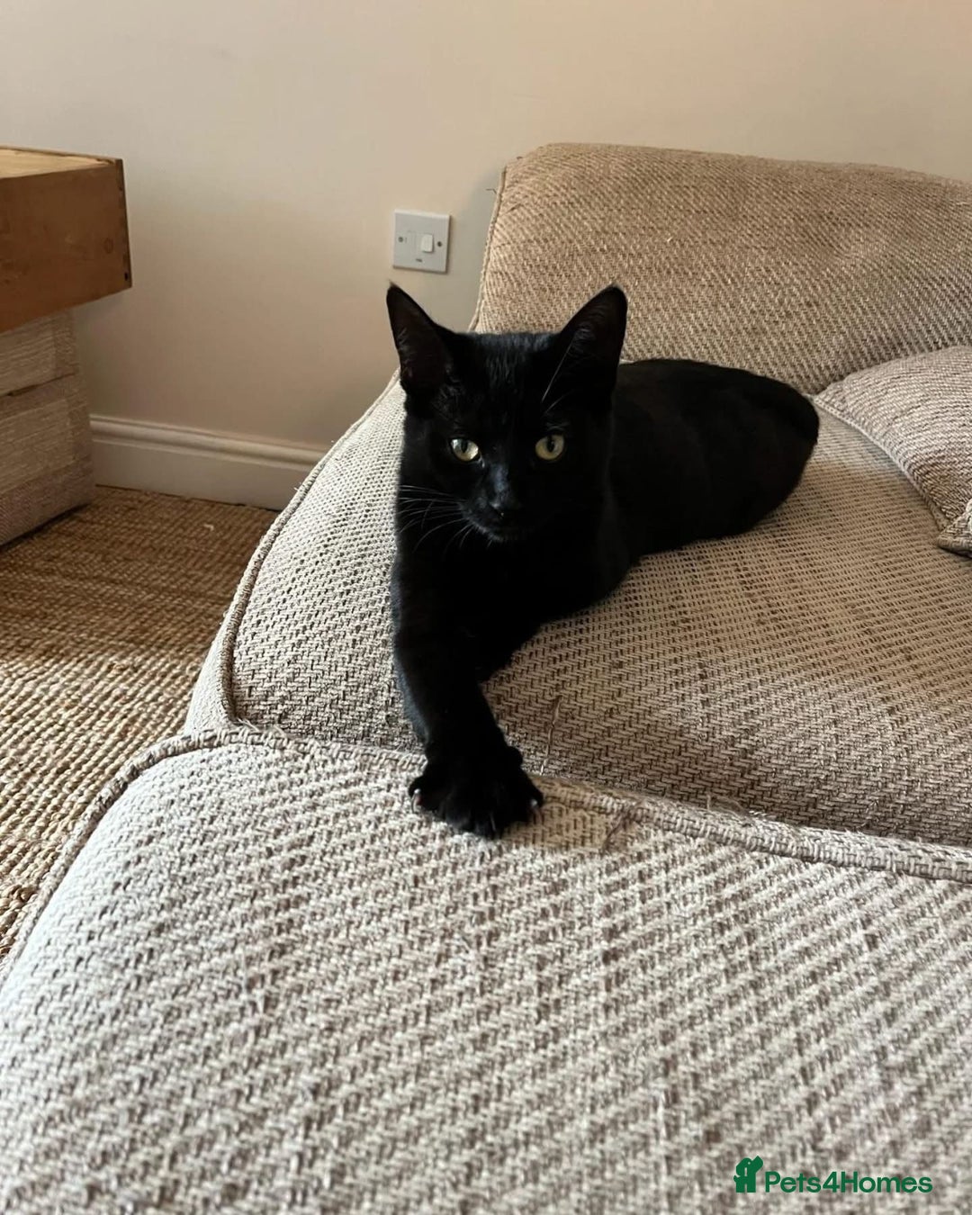 Domestic Shorthair cats for adoption: Holly & Ivy, can be homed together or separately - Image 1