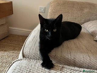 Domestic Shorthair cats - Advert 7