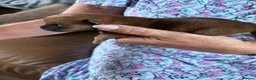 Norfolk Terrier dogs for sale: Nolfolk terrier  - Advert 9