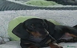 Miniature Dachshund dogs for sale: Dashound puppies for sale  - Image 5