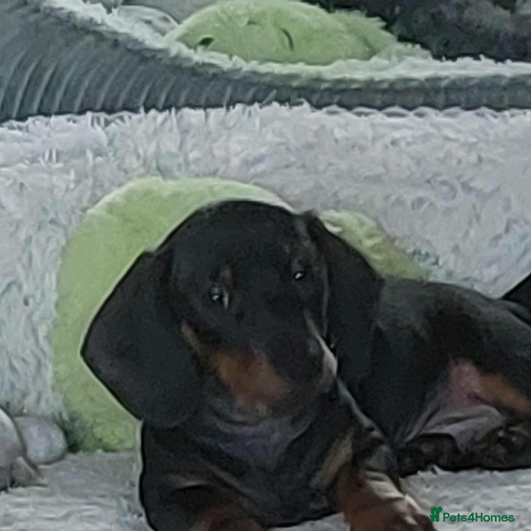 Miniature Dachshund dogs for sale: Dashound puppies for sale  - Image 5