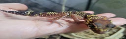 Gecko reptiles for sale: Underwoodisaurus milii - Advert 2