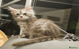 Maine Coon cats for sale: HIGH SILVER EHITE  GIRL ✨TICA REG BREEDER - Image 28