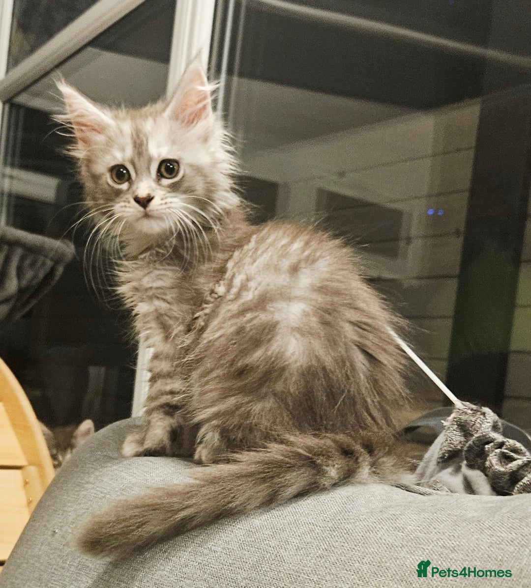 Maine Coon cats for sale: HIGH SILVER EHITE  GIRL ✨TICA REG BREEDER - Image 28