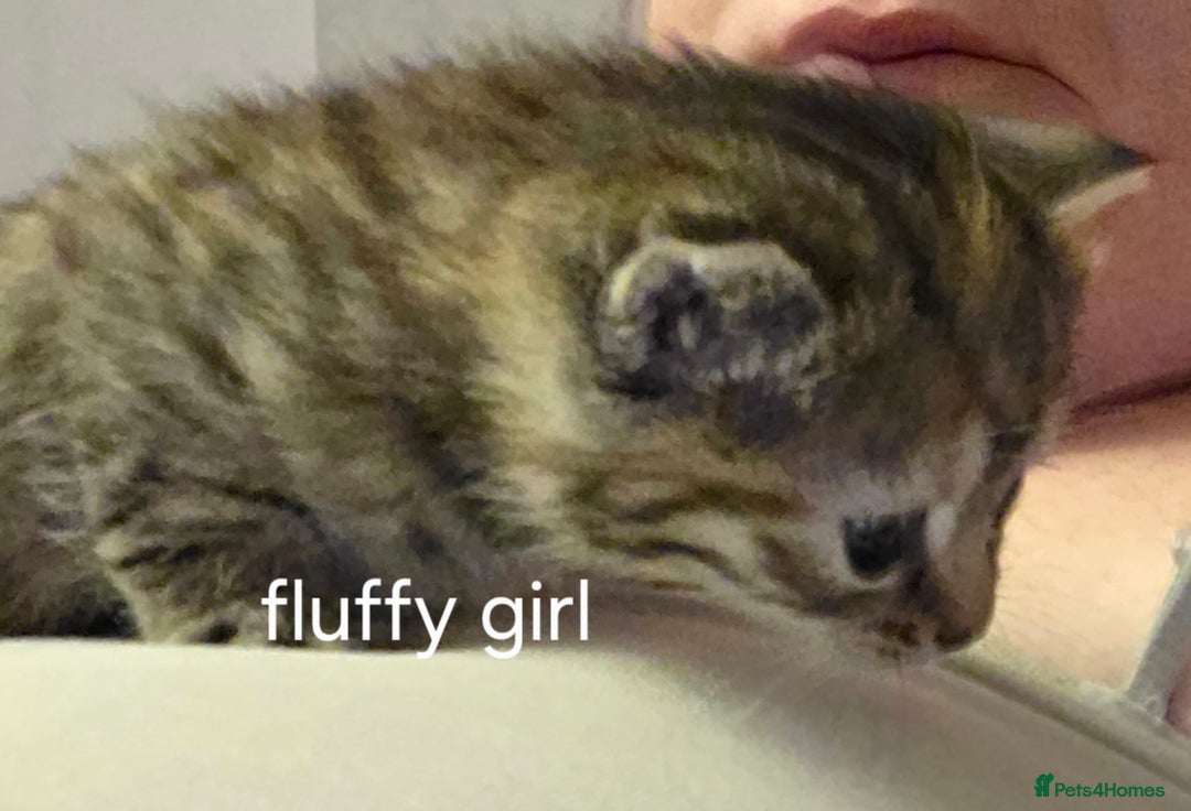 Mixed Breed cats for sale: 3 beautiful girls - Advert 5