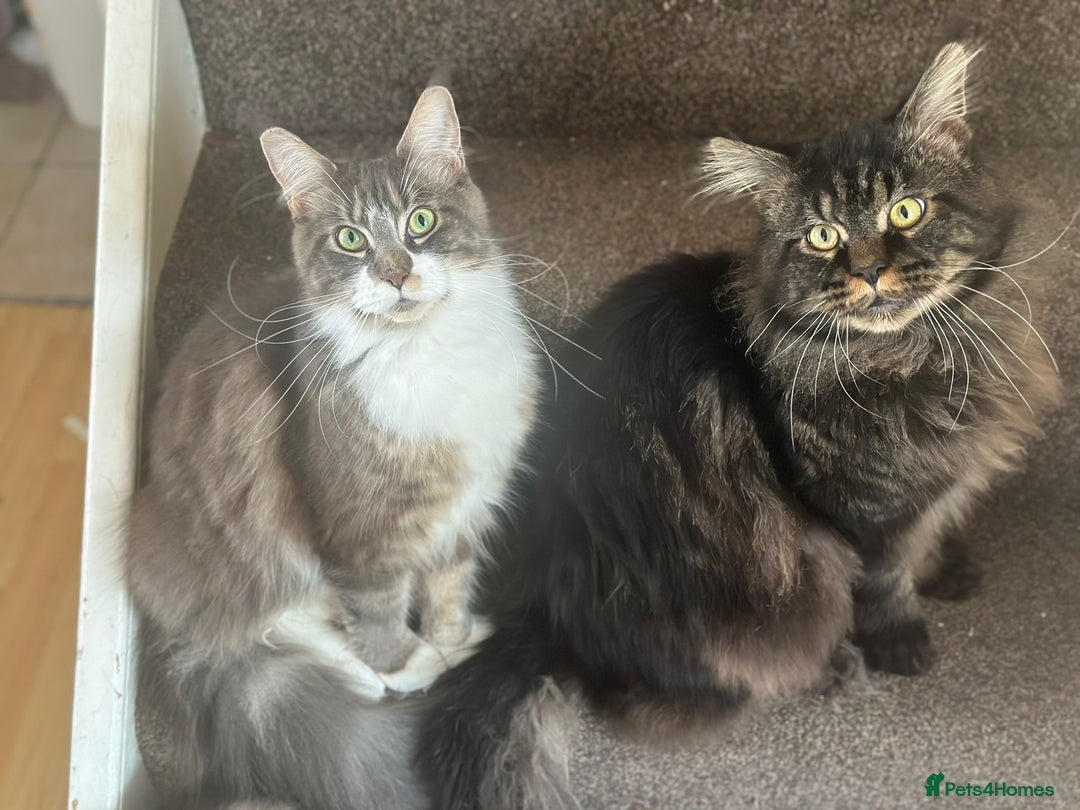 Maine Coon cats for sale: Full Maine coon kittens available  - Advert 22