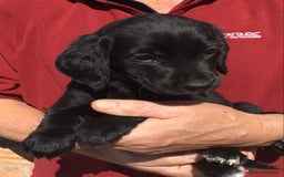 Cockerdor dogs for sale: AMAZING COCKERDOR/COCKADOR PUPPIES - Image 18