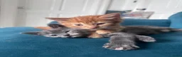 Domestic Shorthair cats for sale: 3 Adorable Kittens Looking for Their Forever Homes - Advert 5