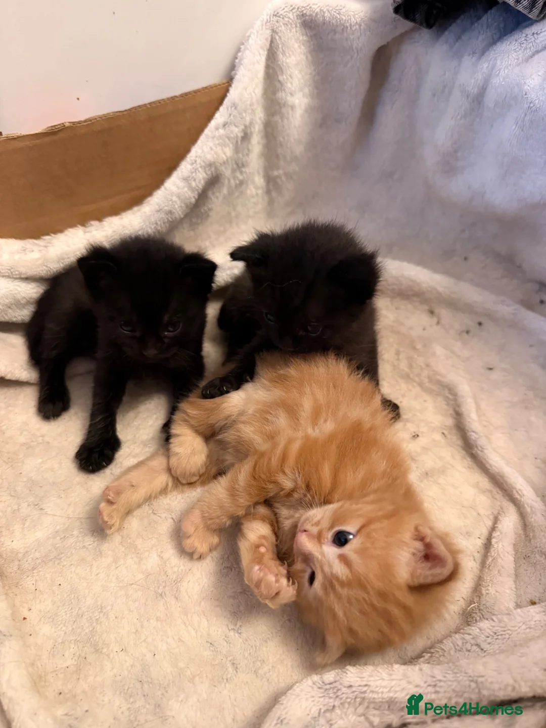Mixed Breed cats for sale: Cute mixed bop tail kittens - Advert 2