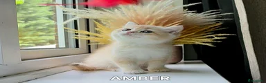 Prodigy Amber - Chocolate Golden Girl