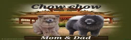 Chow Chow dogs for sale: 6 Stunning rough coat chow pups excellentbloodline - Advert 2