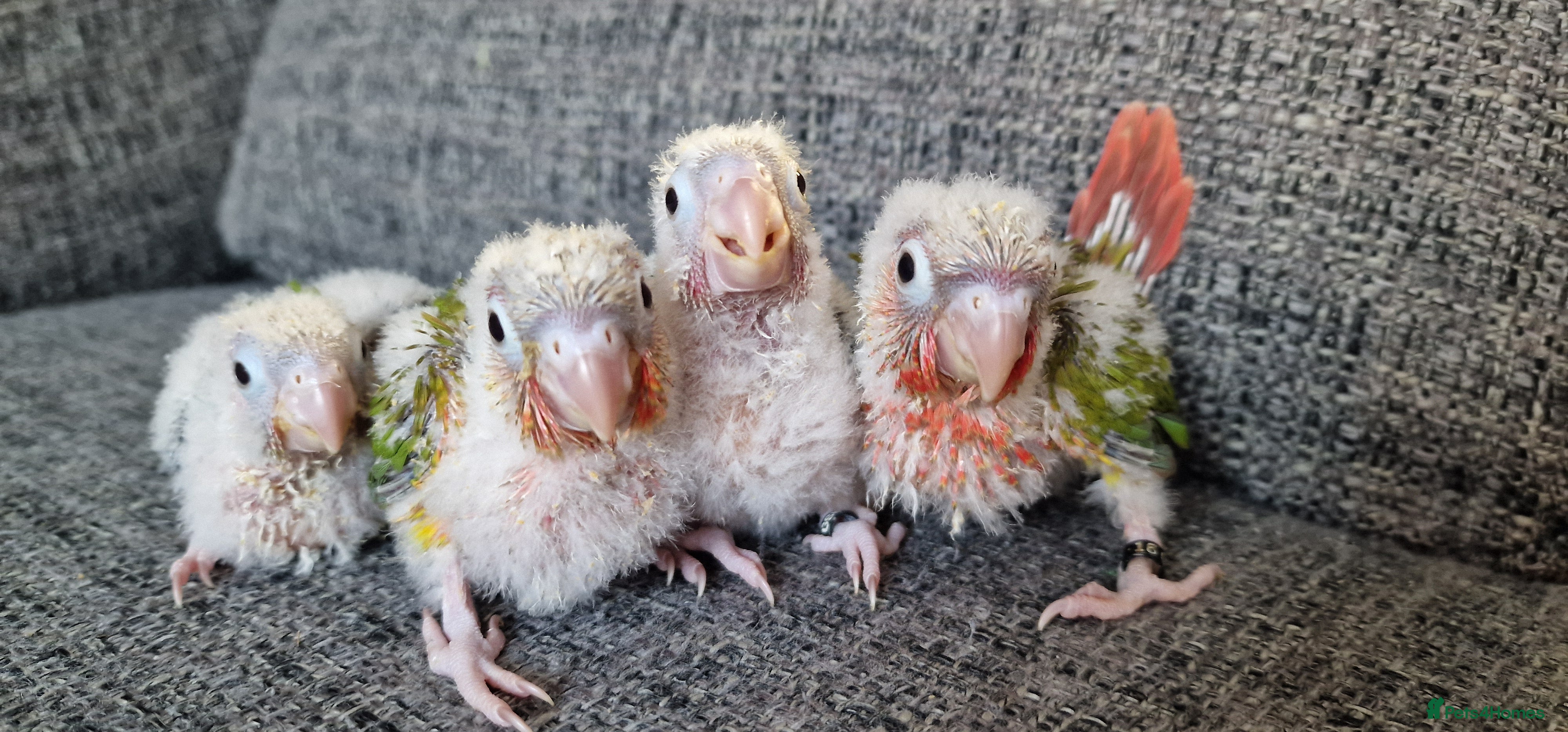 Conures birds Beautiful fully hand reared conure baby's  - Advert 1