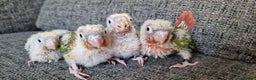 Conures birds for sale: Beautiful fully hand reared conure baby's  - Advert 10