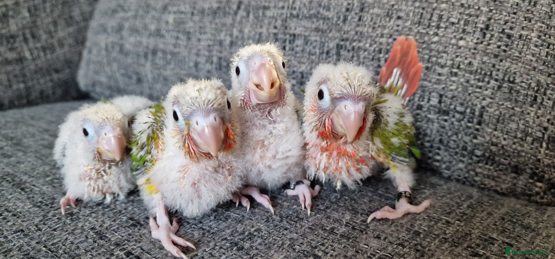 Conures birds for sale: Beautiful fully hand reared conure baby's  - Advert 10