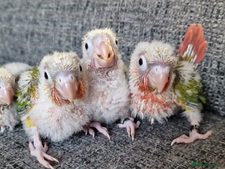 Conures birds Beautiful fully hand reared conure baby's - Advert 2