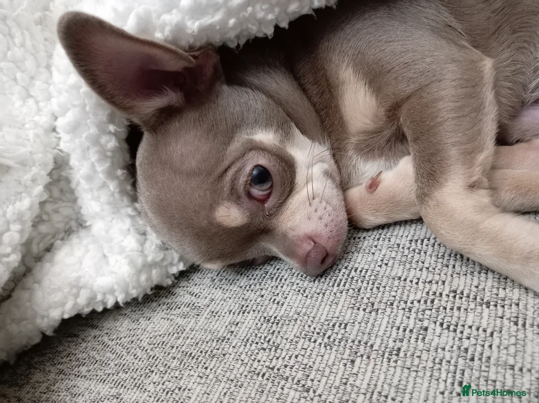 Chihuahua dogs for stud: Stunning KC lilac Chihuahua "proven" for stud. - Advert 1