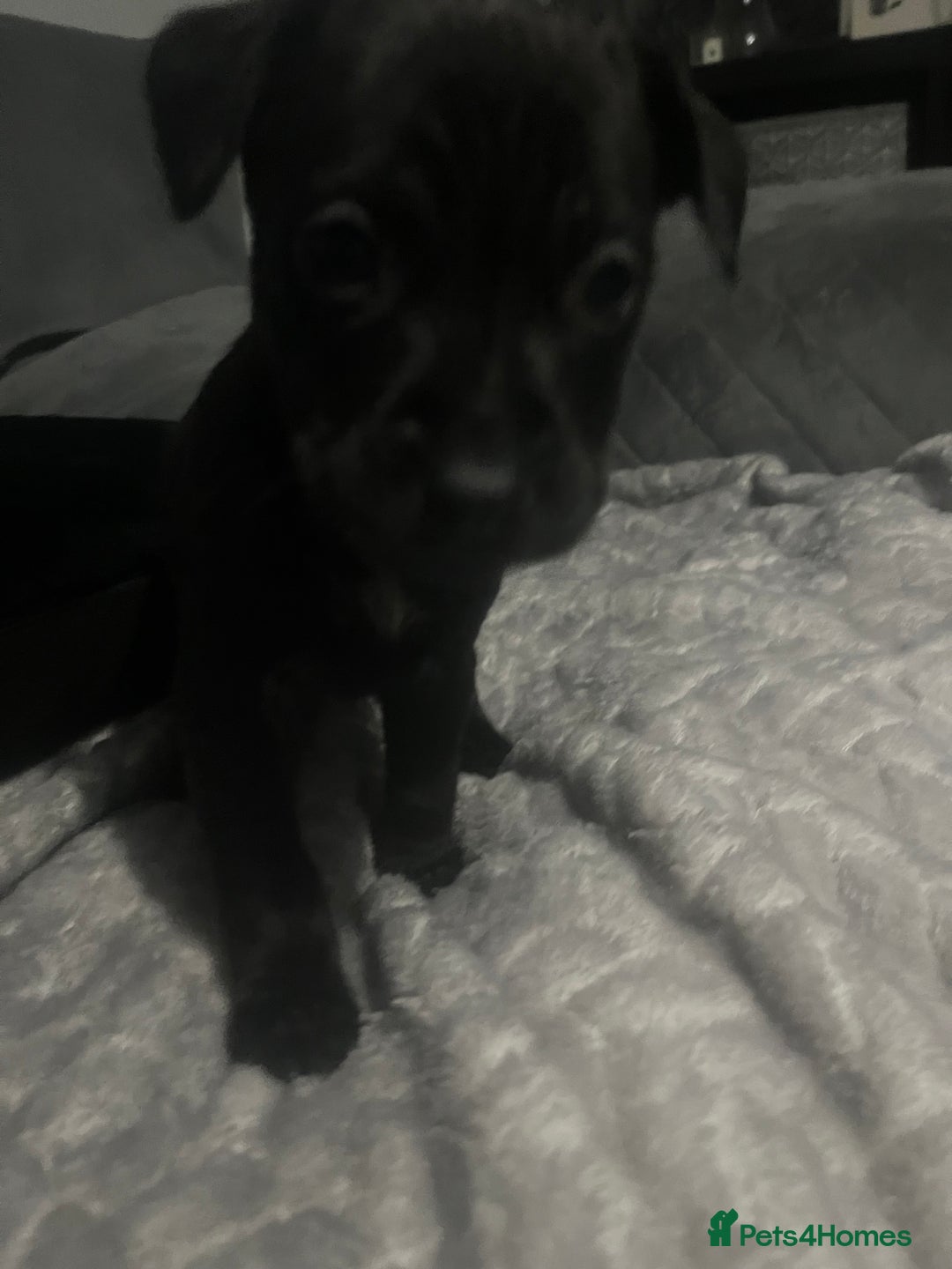 Mixed Breed dogs for sale: Staffy mix puppies for sale  - Advert 7