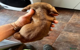 Miniature Dachshund dogs for sale: Miniature dachshund  - Image 15