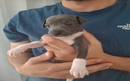 Italian Greyhound dogs for sale: Classic Italian greyhound babies  - Image 8