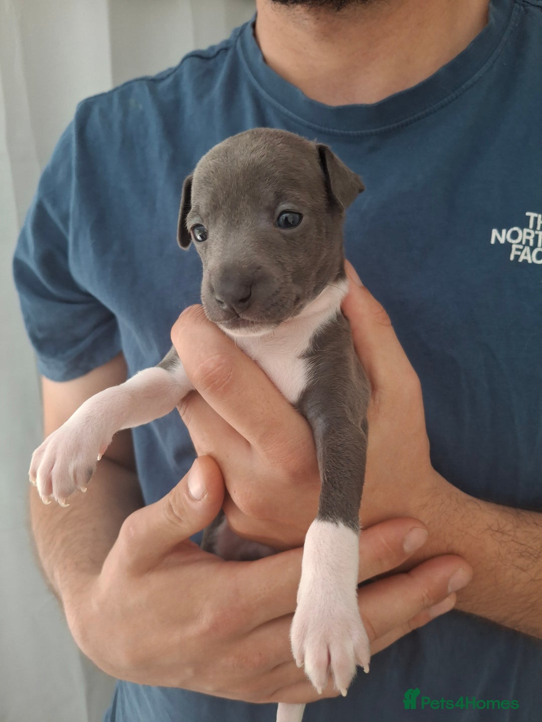 Italian Greyhound dogs for sale: Classic Italian greyhound babies  - Image 8