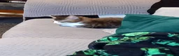 Mixed Breed cats for sale: 1 little fluffy male kitten left  - Advert 2