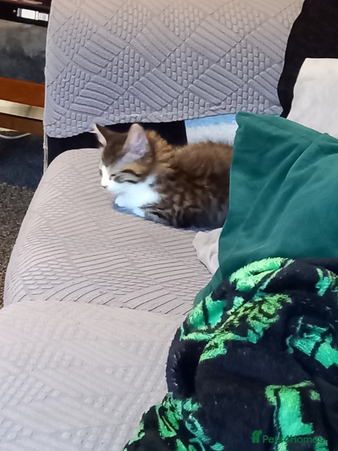 Mixed Breed cats for sale: 1 little fluffy male kitten left  - Advert 2