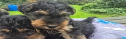 Welsh Terrier dogs for sale: Gorgeous welsh terriers puppies  - Advert 5
