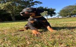 Dobermann dogs for sale: Ready now, Outstanding KC Reg Dobermann puppies - Image 22