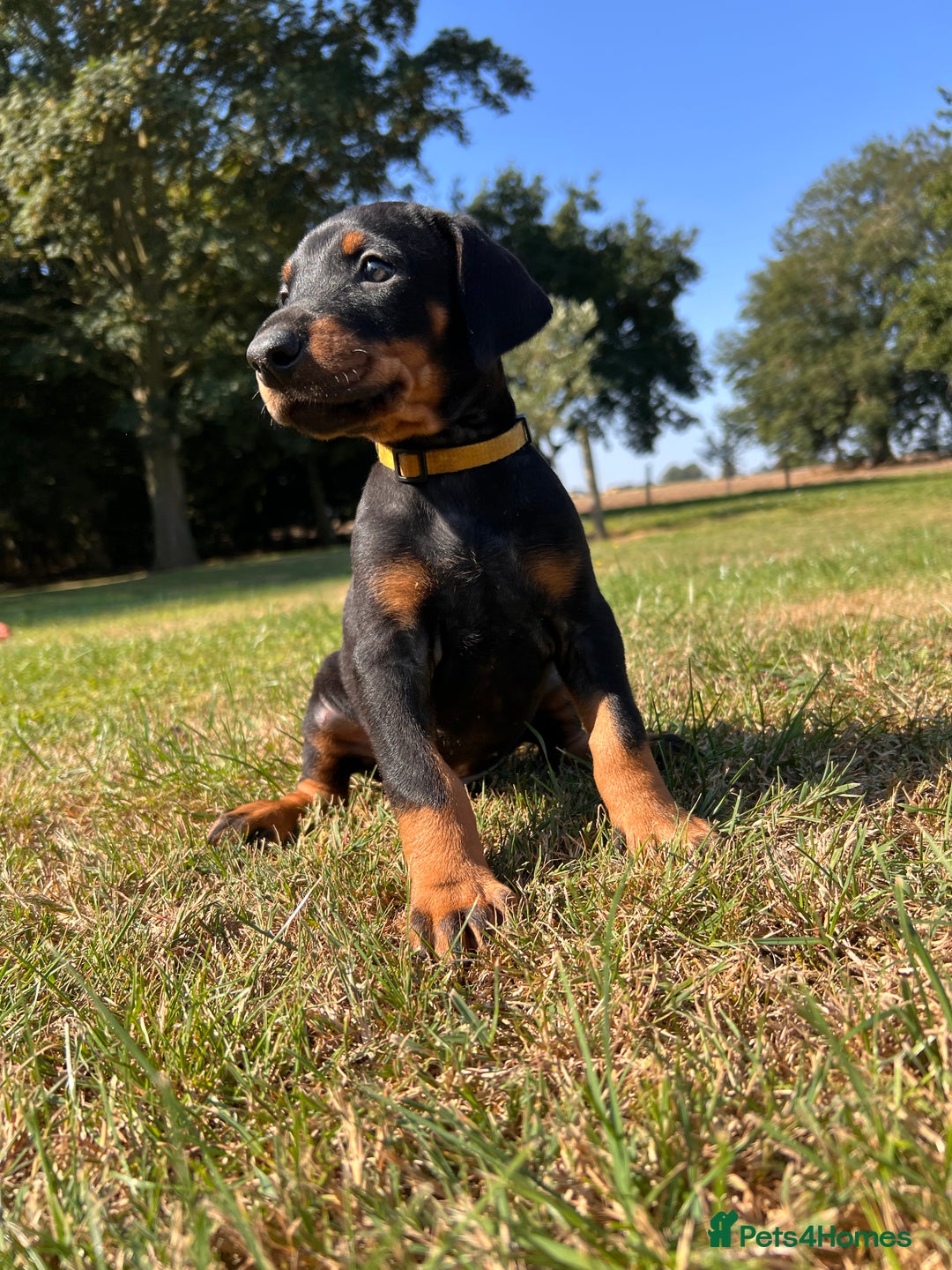 Dobermann dogs for sale: Ready now, Outstanding KC Reg Dobermann puppies - Image 22
