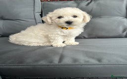 Bichon Frise dogs for sale: Bichon Frise Puppies  - Image 9