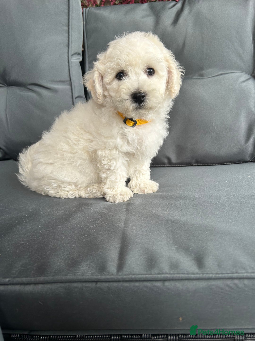 Bichon Frise dogs for sale: Bichon Frise Puppies  - Image 9