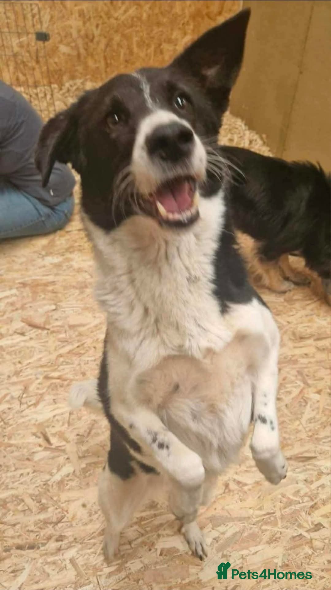 Mixed Breed dogs for adoption: Meet Sarah, currently residing in Essex  - Advert 3