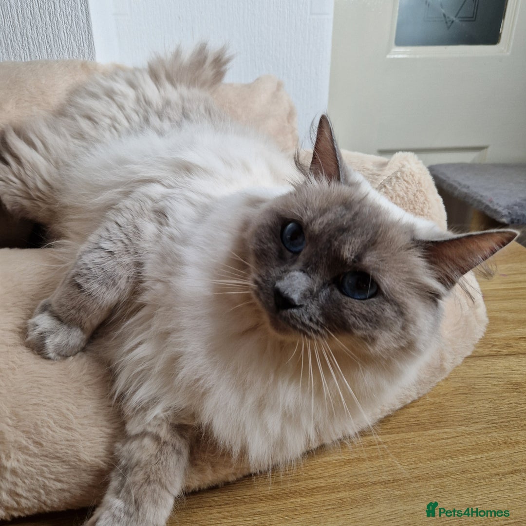 Ragdoll cats for sale: Ragdoll kittens  - Image 1