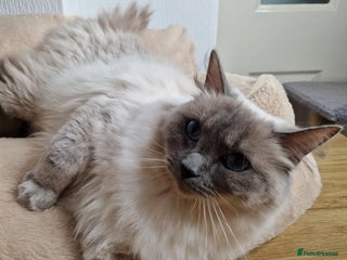 Ragdoll cats - Advert 3