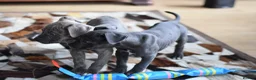 American Bull Staffy dogs for sale: American Staffordshire Terrier - Advert 17