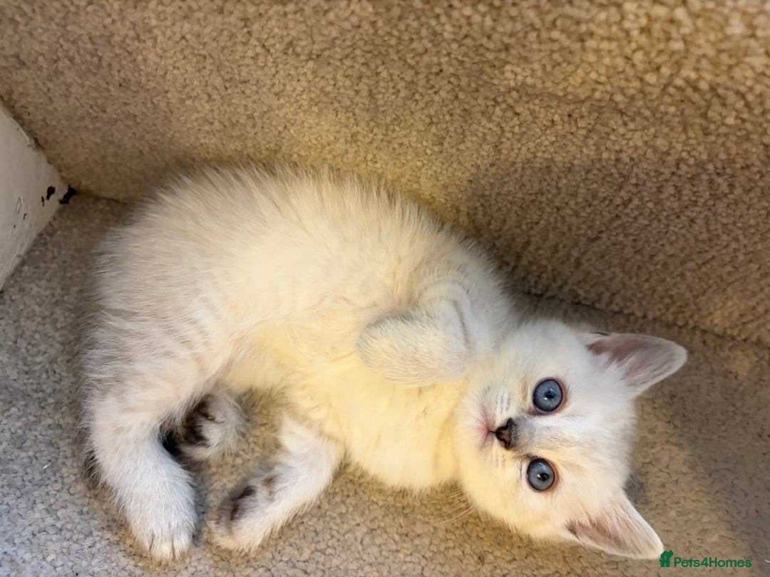 British Shorthair cats for sale: 5 British Chinchilla Shorthair Mix Kittens - Advert 15