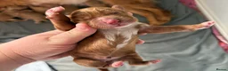 Cocker Spaniel dogs for sale: KC GOLDEN WORKING COCKERS HEALTH TESTED PARENTS !! - Advert 4