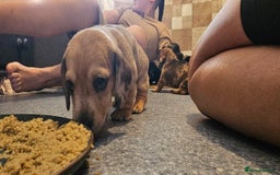 Miniature Dachshund dogs for sale: Daxie medium coat puppies dapples and black & tan  - Image 11